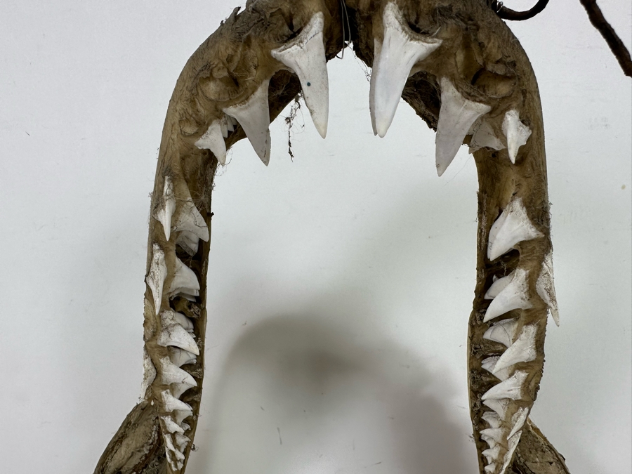 Vintage Shark Jaws 14W X 19H [Photo 8]