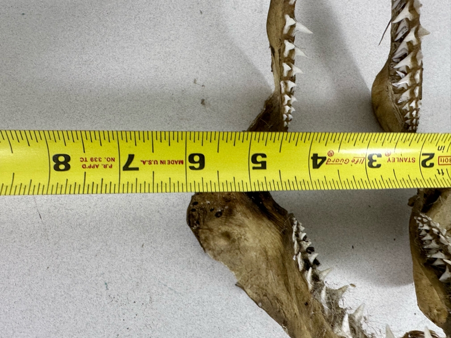 Vintage Shark Jaws 6W X 8H [Photo 10]