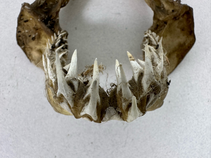 Vintage Shark Jaws 6W X 8H [Photo 4]