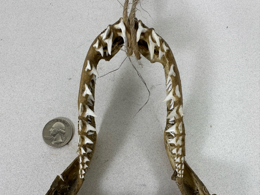 Vintage Shark Jaws 6W X 8H [Photo 6]