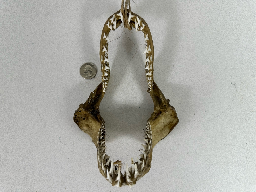 Vintage Shark Jaws 6W X 8H [Photo 3]