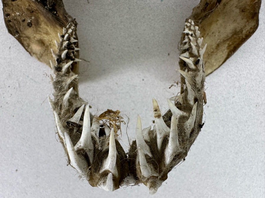 Vintage Shark Jaws 6W X 8H [Photo 5]