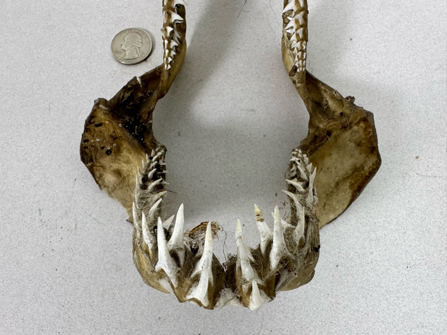 Vintage Shark Jaws 6W X 8H [Photo 8]