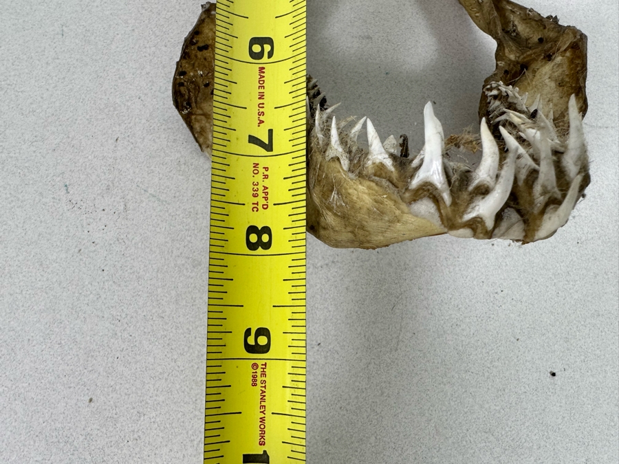 Vintage Shark Jaws 6W X 8H [Photo 11]