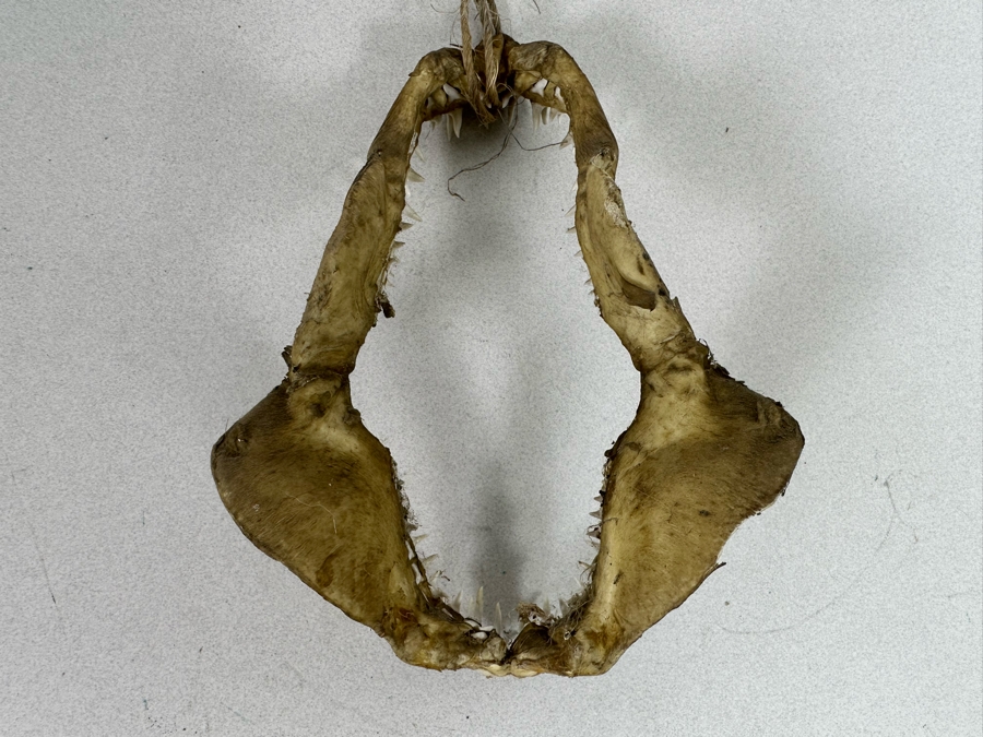 Vintage Shark Jaws 6W X 8H [Photo 9]