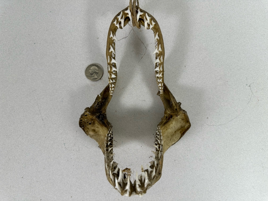Vintage Shark Jaws 6W X 8H [Photo 2]