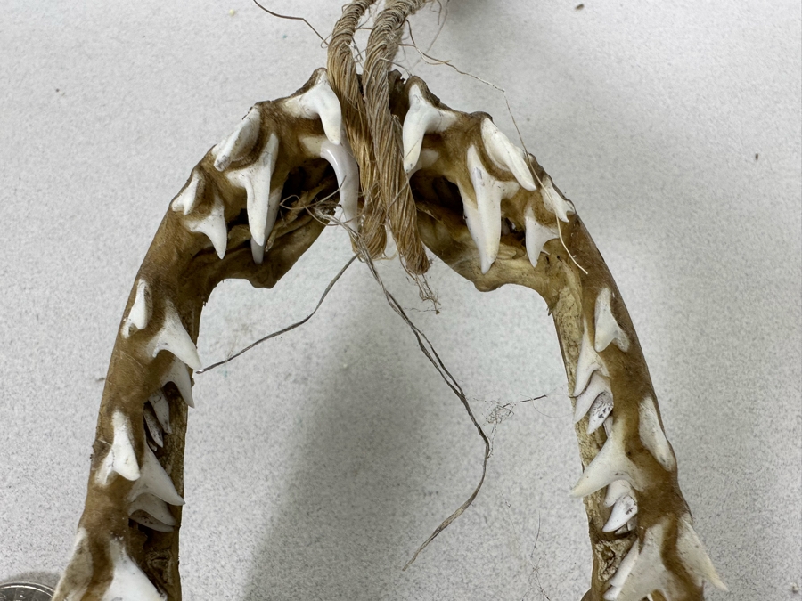 Vintage Shark Jaws 6W X 8H [Photo 7]