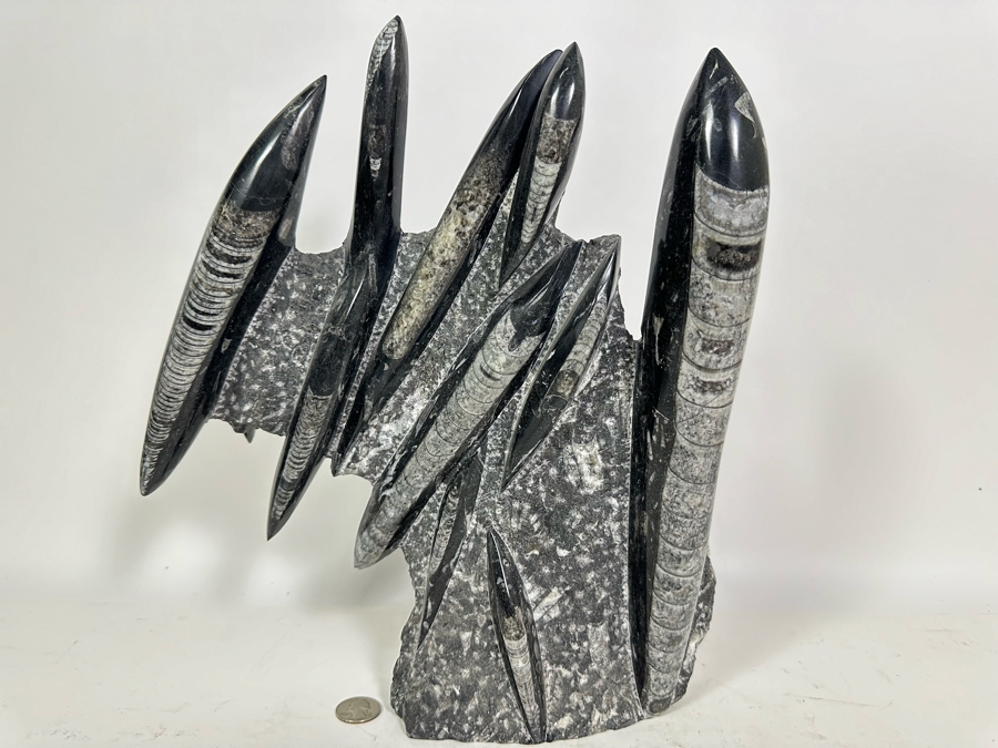 Large Polished Fossilized Orthoceras Organic Sculpture 12W X 14H [Photo 2]