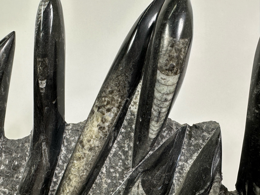 Large Polished Fossilized Orthoceras Organic Sculpture 12W X 14H [Photo 7]