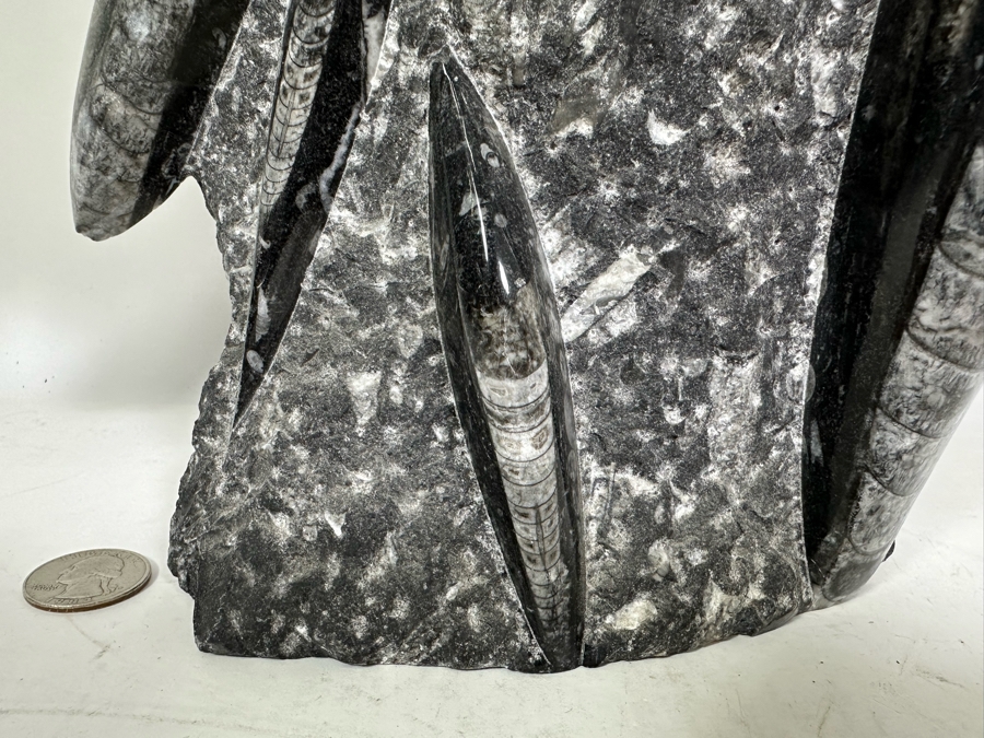 Large Polished Fossilized Orthoceras Organic Sculpture 12W X 14H [Photo 4]