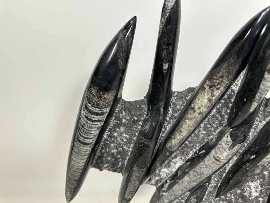 Large Polished Fossilized Orthoceras Organic Sculpture 12W X 14H [Photo 8]