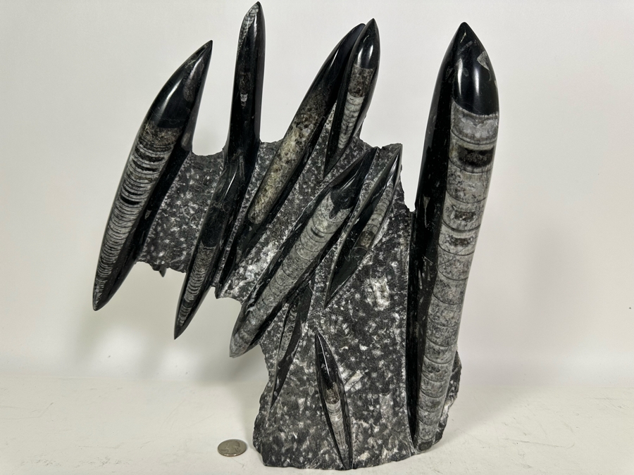 Large Polished Fossilized Orthoceras Organic Sculpture 12W X 14H [Photo 3]