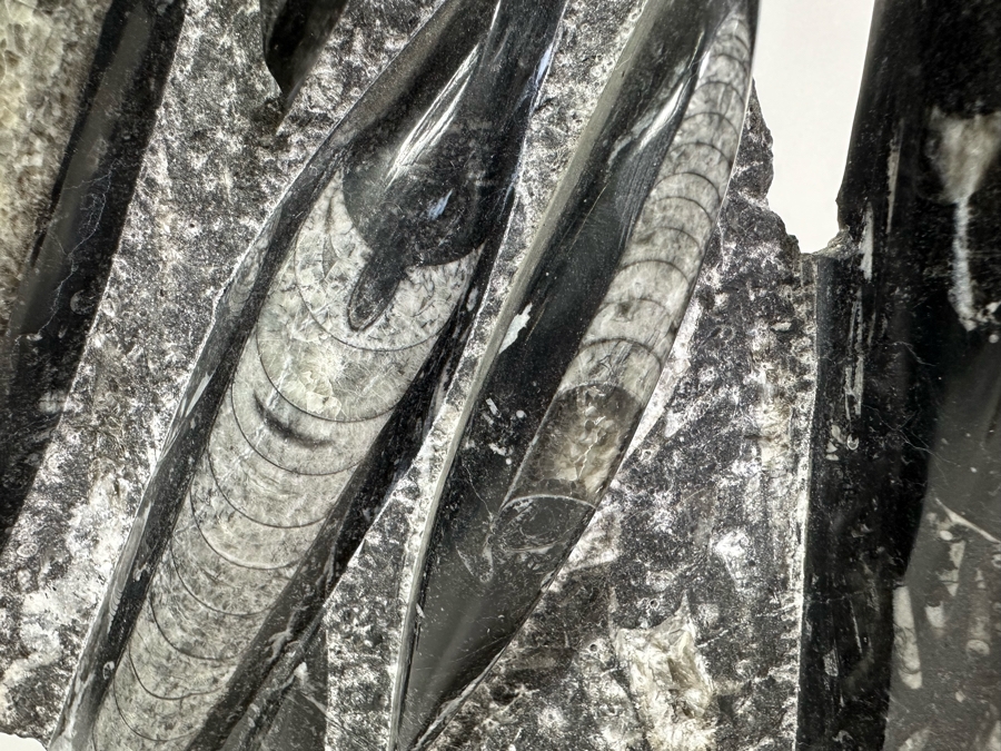 Large Polished Fossilized Orthoceras Organic Sculpture 12W X 14H [Photo 6]