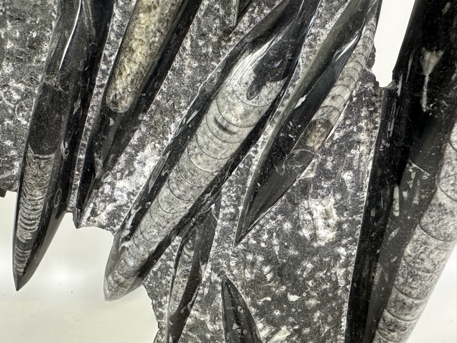 Large Polished Fossilized Orthoceras Organic Sculpture 12W X 14H [Photo 5]