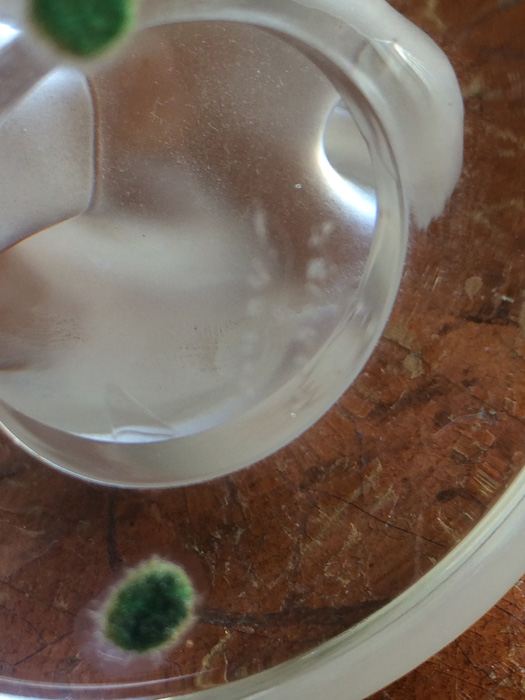 Lalique France Frosted Swan [Photo 9]