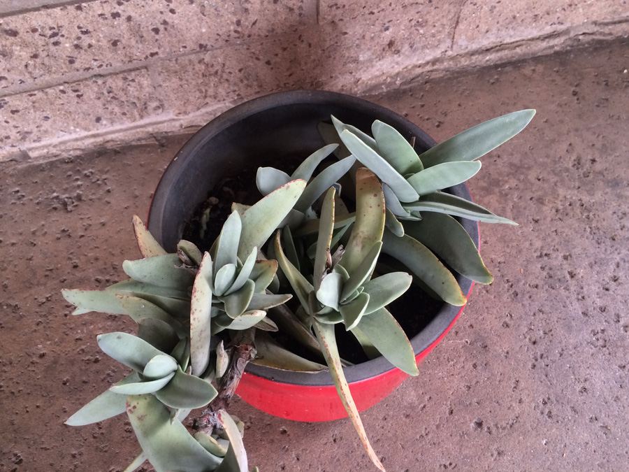 Red California Pottery USA 11' with Succulent Plant [Photo 8]