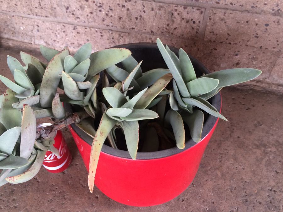 Red California Pottery USA 11' with Succulent Plant [Photo 12]