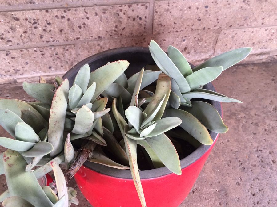 Red California Pottery USA 11' with Succulent Plant [Photo 10]