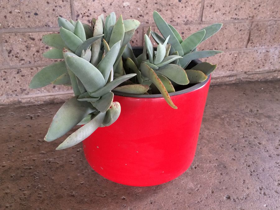 Red California Pottery USA 11' with Succulent Plant [Photo 7]