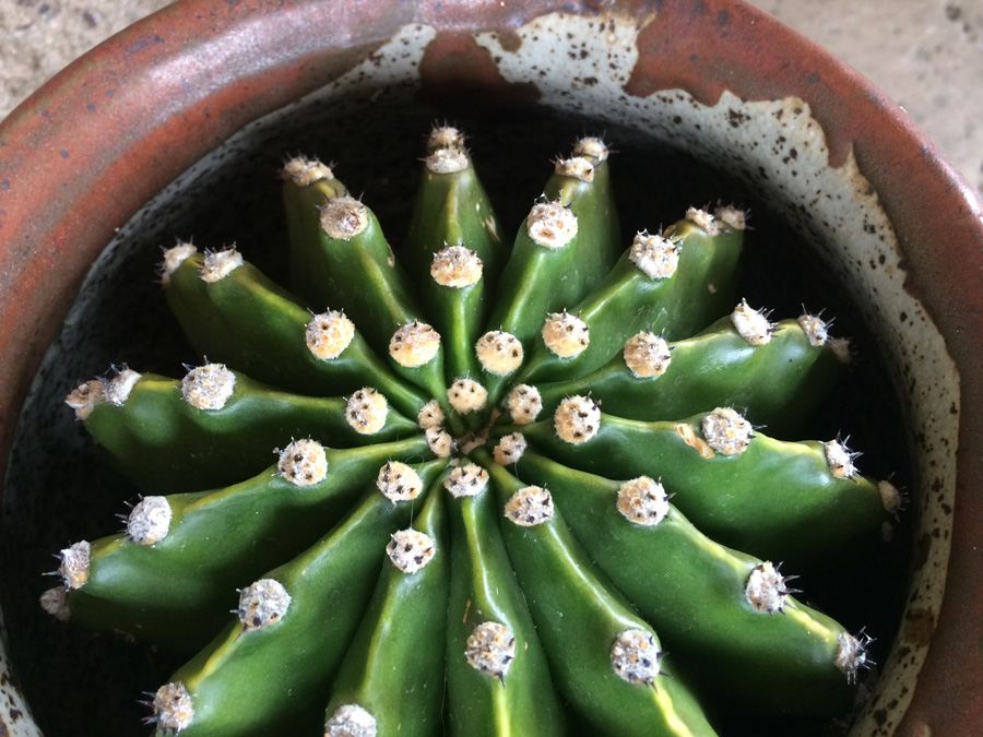 Brown Glazed Pot with Cactus - Pot Has Chip As Shown [Photo 7]
