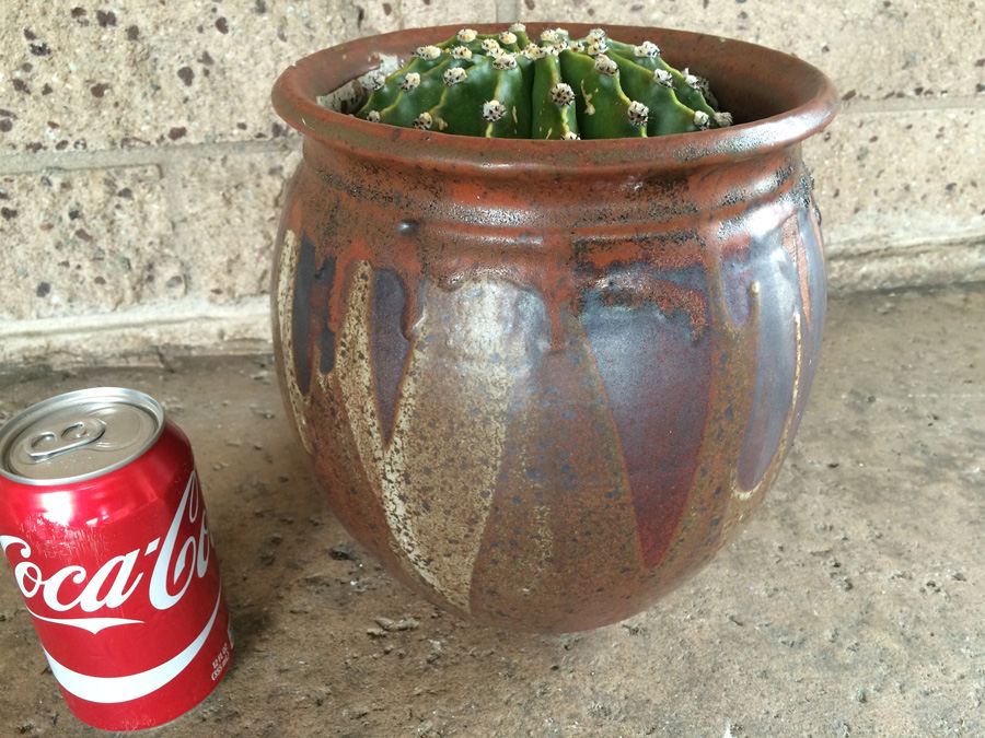 Brown Glazed Pot with Cactus - Pot Has Chip As Shown