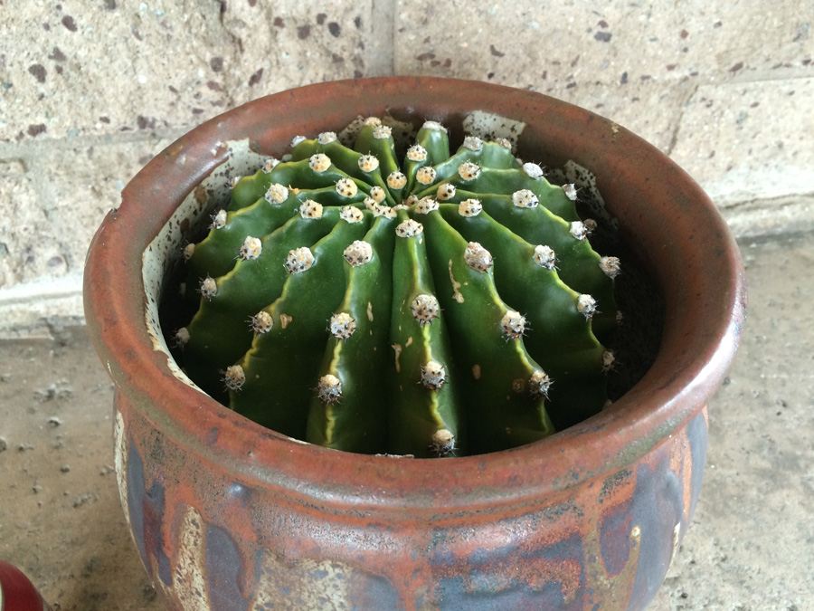 Brown Glazed Pot with Cactus - Pot Has Chip As Shown [Photo 2]