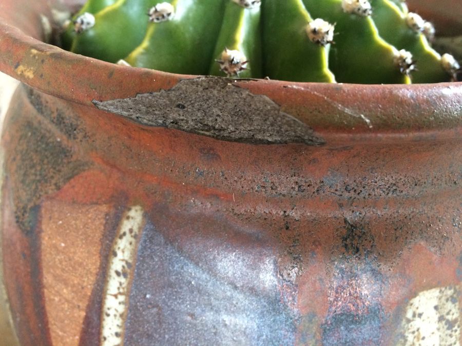 Brown Glazed Pot with Cactus - Pot Has Chip As Shown [Photo 4]