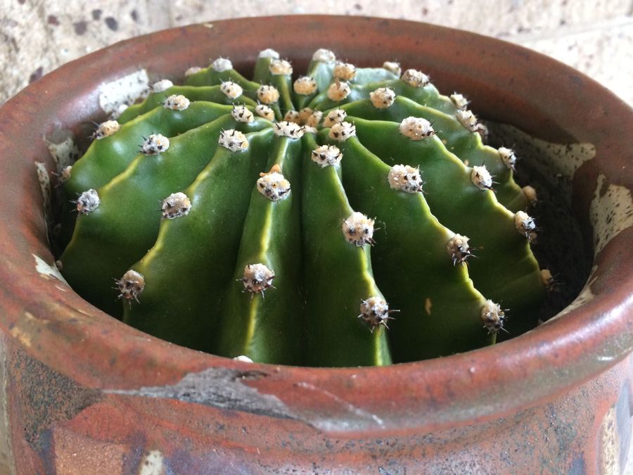 Brown Glazed Pot with Cactus - Pot Has Chip As Shown [Photo 5]
