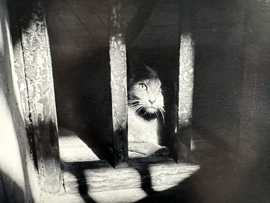 Johnny Donnels (1924-2009, New Orleans) Hand Signed Limited Edition B&W Cat Photograph Titled 'Lady In Waiting' 9 X 10 [Photo 4]