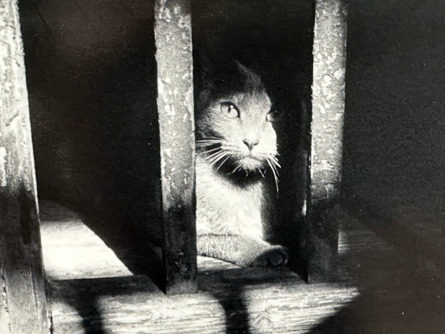 Johnny Donnels (1924-2009, New Orleans) Hand Signed Limited Edition B&W Cat Photograph Titled 'Lady In Waiting' 9 X 10 [Photo 3]