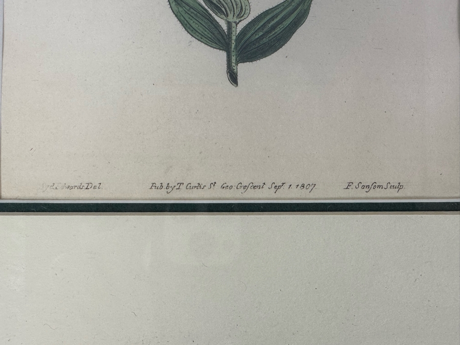 Set Of Three Antique 1804 Botanical Prints 9.5 X 12.5 [Photo 7]