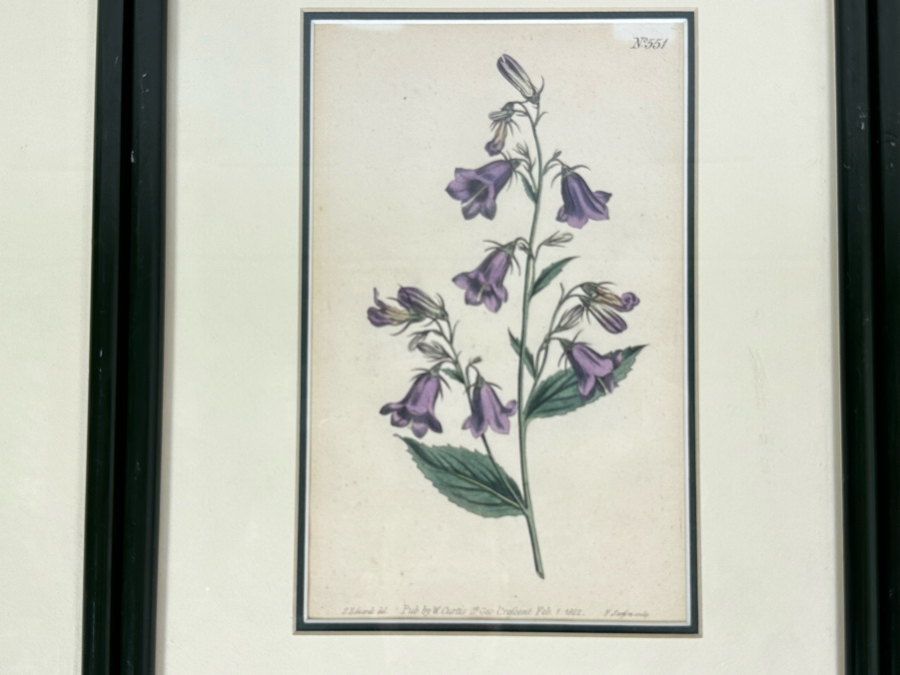 Set Of Three Antique 1804 Botanical Prints 9.5 X 12.5 [Photo 3]