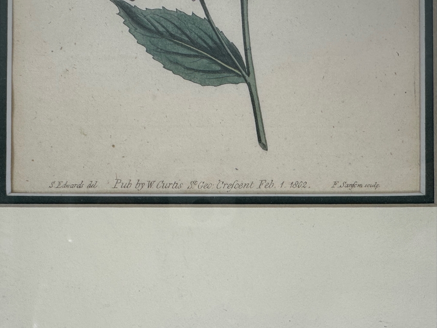 Set Of Three Antique 1804 Botanical Prints 9.5 X 12.5 [Photo 5]