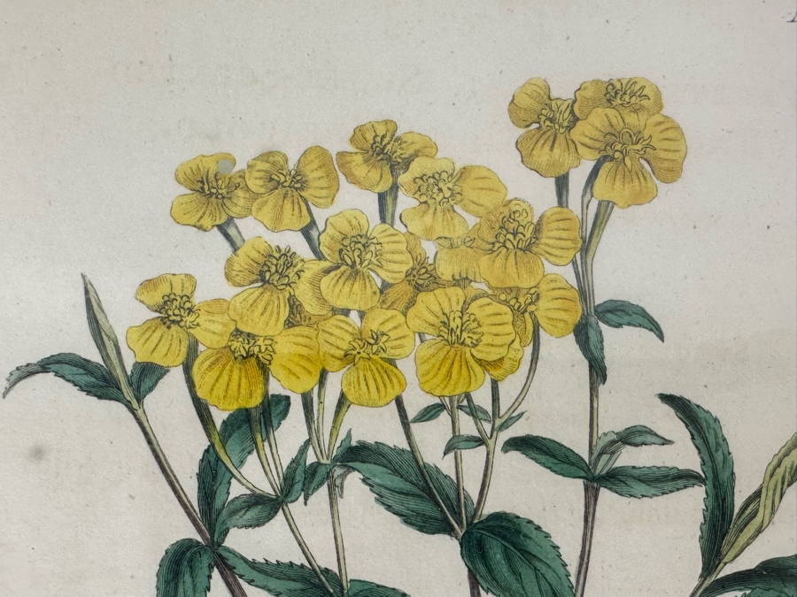 Set Of Three Antique 1804 Botanical Prints 9.5 X 12.5 [Photo 10]