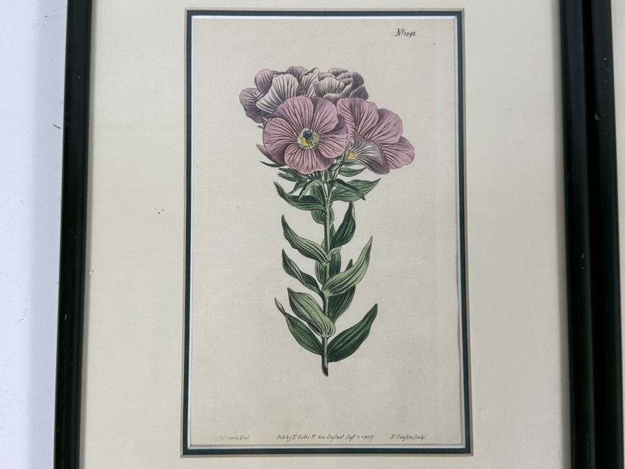 Set Of Three Antique 1804 Botanical Prints 9.5 X 12.5 [Photo 6]