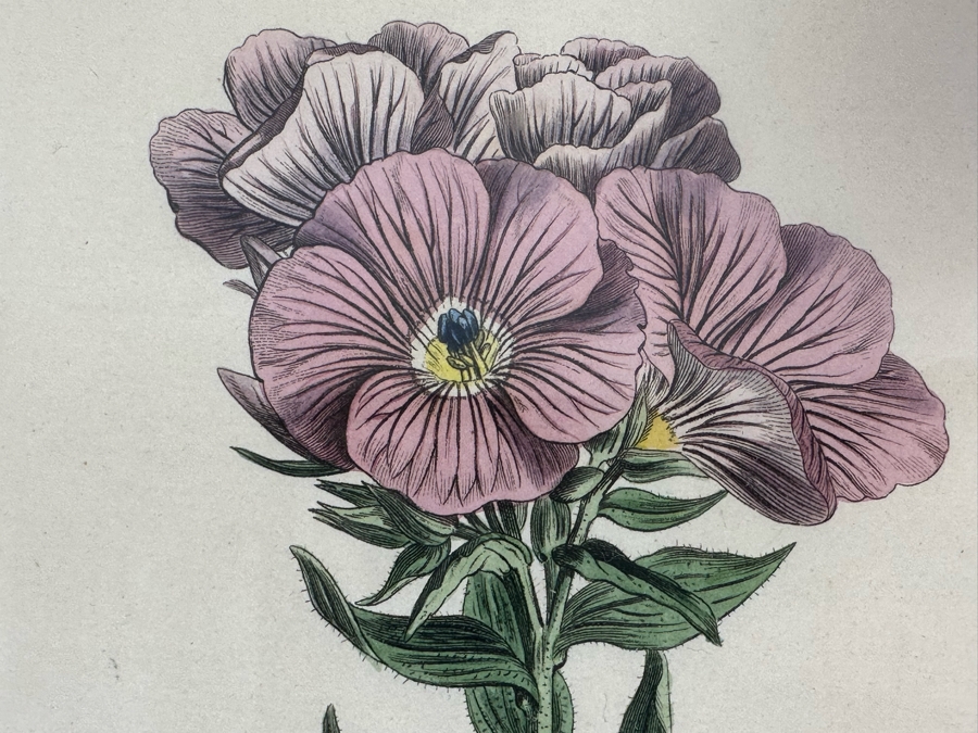 Set Of Three Antique 1804 Botanical Prints 9.5 X 12.5 [Photo 12]