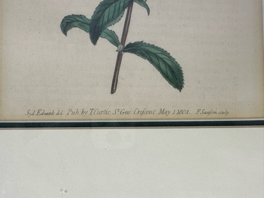 Set Of Three Antique 1804 Botanical Prints 9.5 X 12.5 [Photo 9]