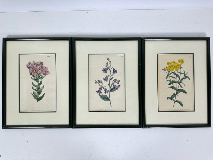 Set Of Three Antique 1804 Botanical Prints 9.5 X 12.5 [Photo 2]