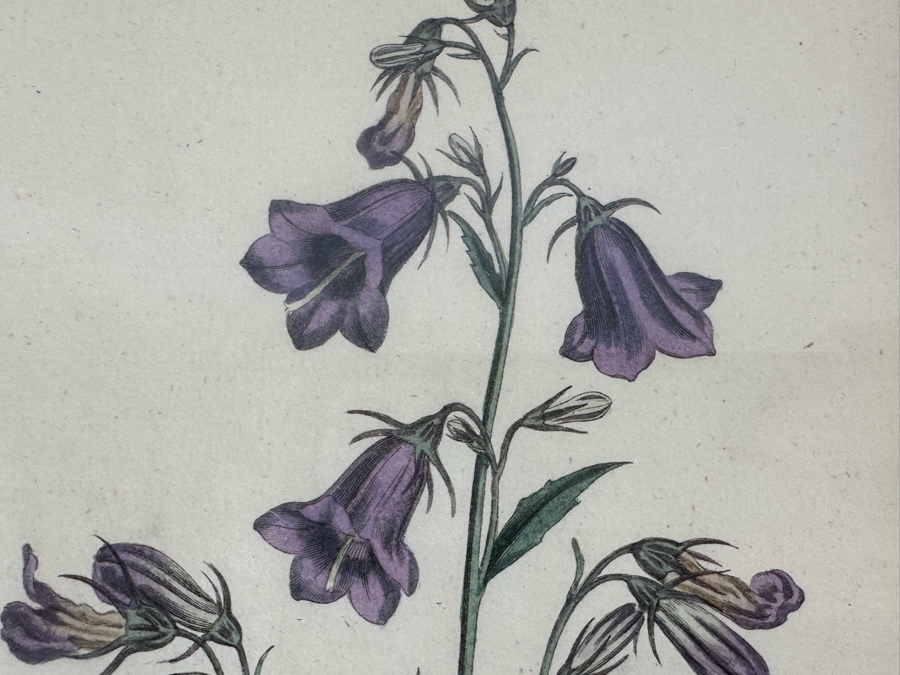 Set Of Three Antique 1804 Botanical Prints 9.5 X 12.5 [Photo 11]