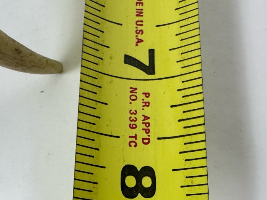 Artist Signed Carved Antlers In Form Of Eagle's Head 12W X 8D X 10H [Photo 10]