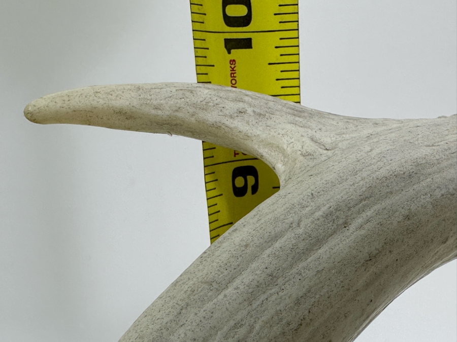 Artist Signed Carved Antlers In Form Of Eagle's Head 12W X 8D X 10H [Photo 11]