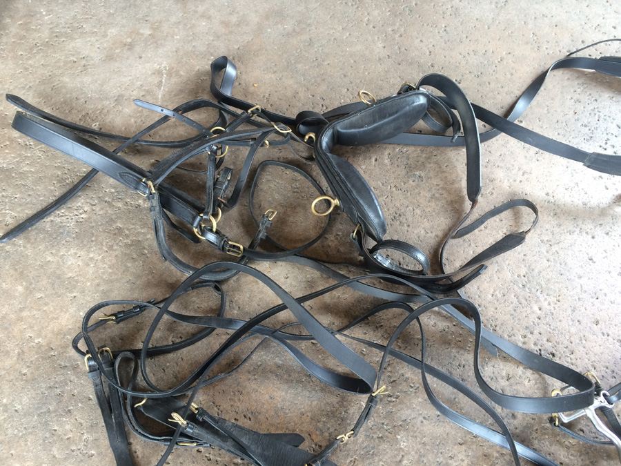 Governess Buggy with Complete Harness [Photo 25]