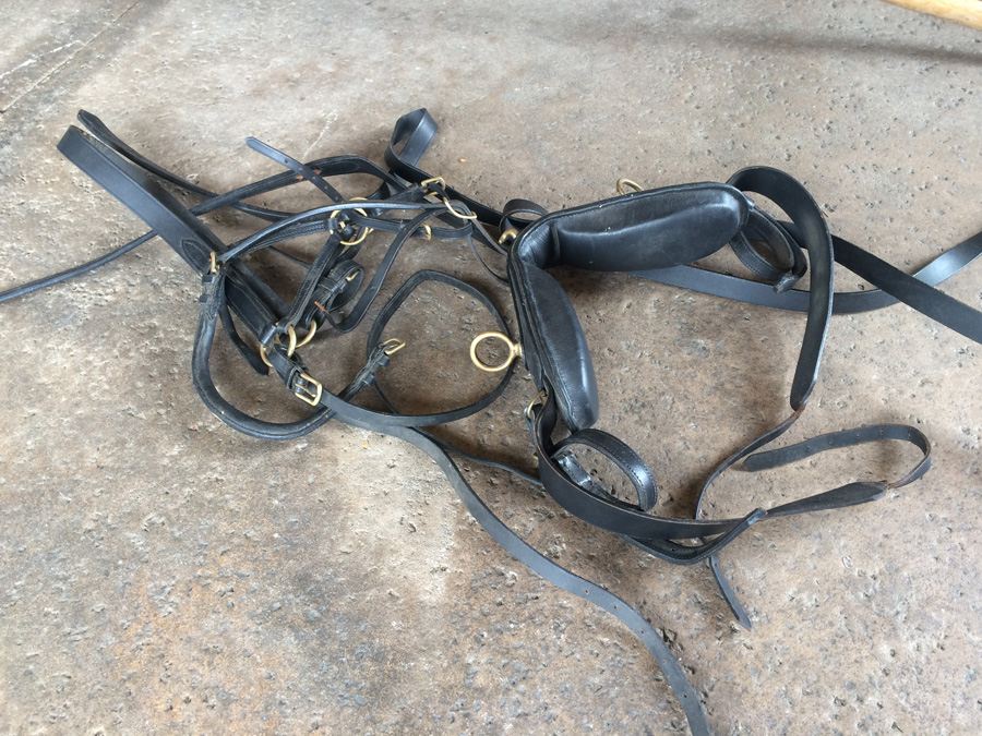 Governess Buggy with Complete Harness [Photo 31]