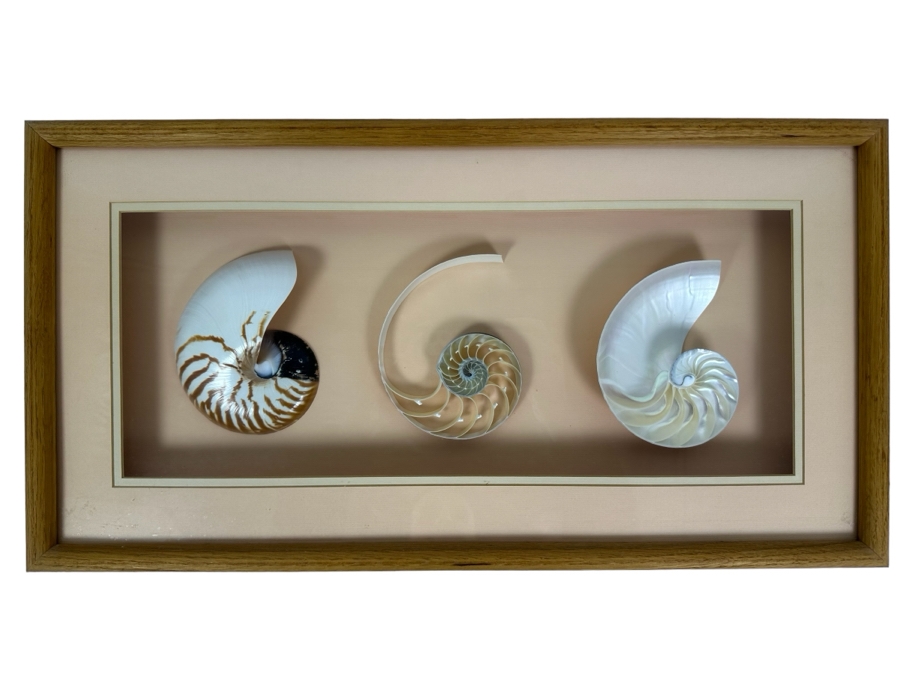 Shadowbox Framed Nautilus Shells 25W X 13D X 2.5H