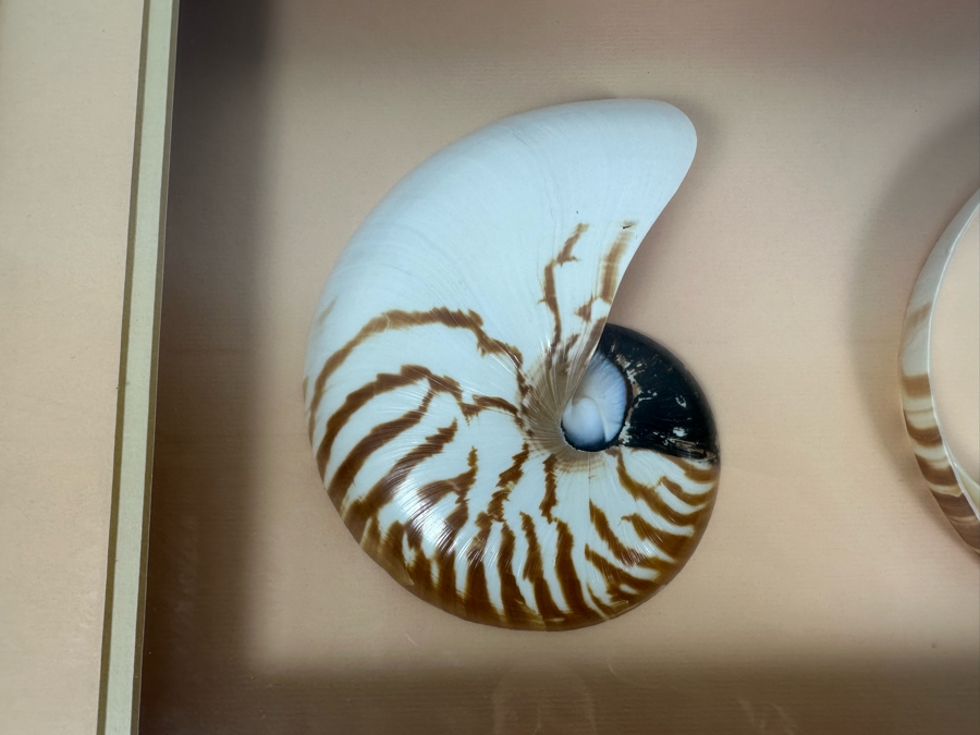 Shadowbox Framed Nautilus Shells 25W X 13D X 2.5H [Photo 2]