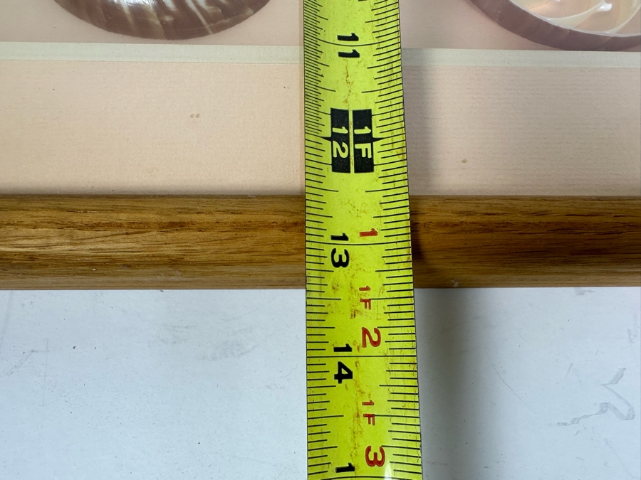 Shadowbox Framed Nautilus Shells 25W X 13D X 2.5H [Photo 8]