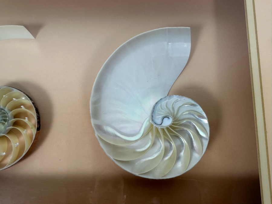Shadowbox Framed Nautilus Shells 25W X 13D X 2.5H [Photo 5]