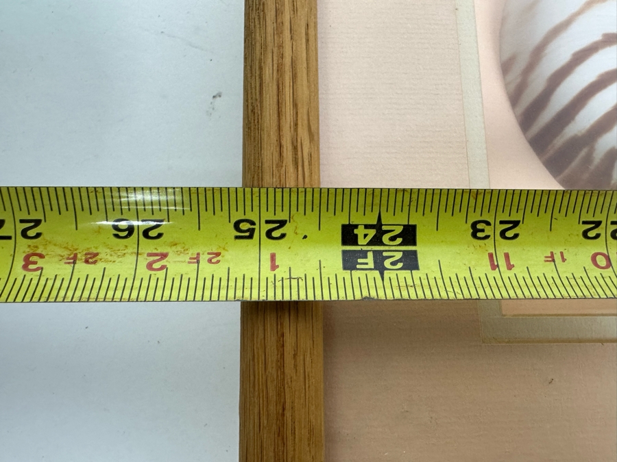 Shadowbox Framed Nautilus Shells 25W X 13D X 2.5H [Photo 7]