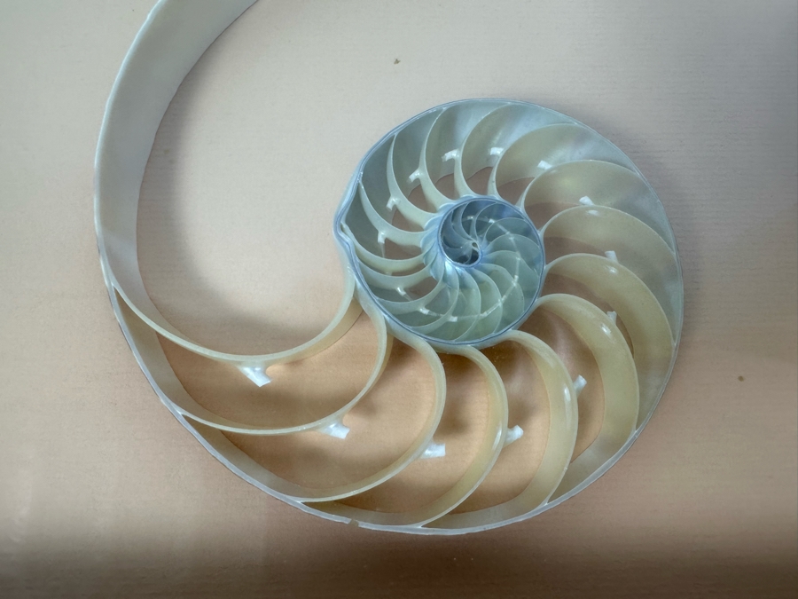 Shadowbox Framed Nautilus Shells 25W X 13D X 2.5H [Photo 4]