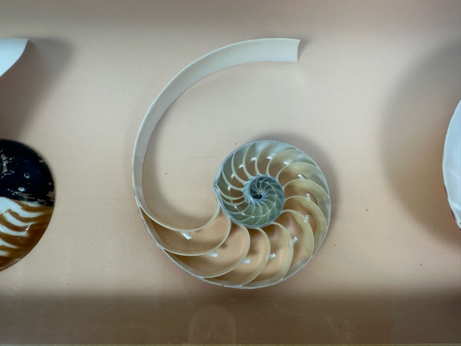 Shadowbox Framed Nautilus Shells 25W X 13D X 2.5H [Photo 3]